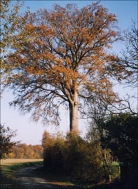 LE HETRE D'HENNECHIES
